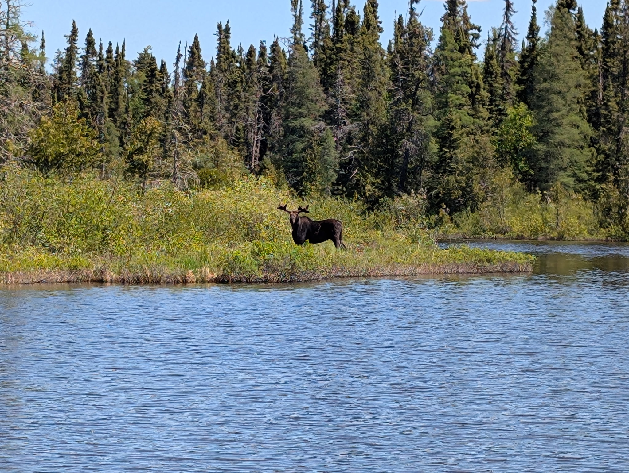 Black bear on a forested shore in Gray Wood Outfitters lake country