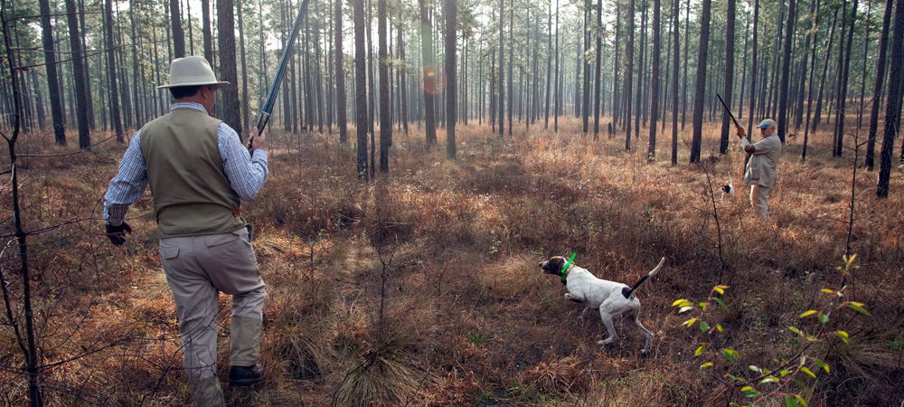 Quail hunter and pointing dog in Pine Hill Plantation pine woods