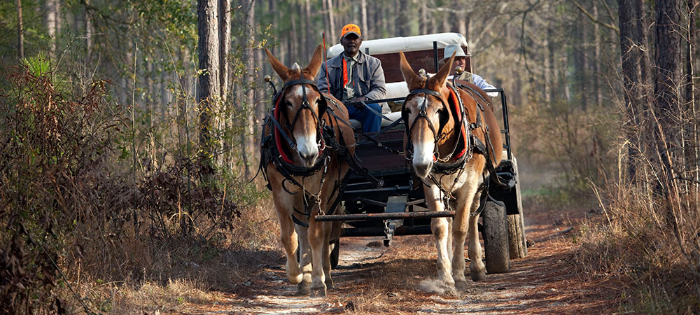 Traditional mule-drawn hunting wagon at Pine Hill Plantation