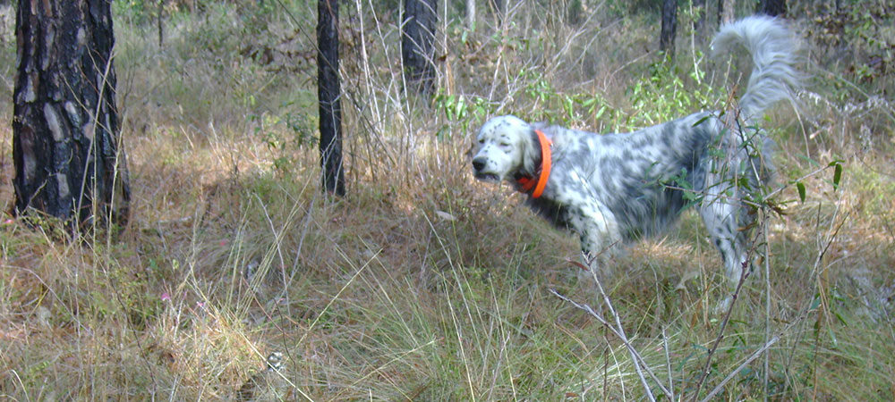 Pointing dog working Georgia quail cover at Pine Hill Plantation