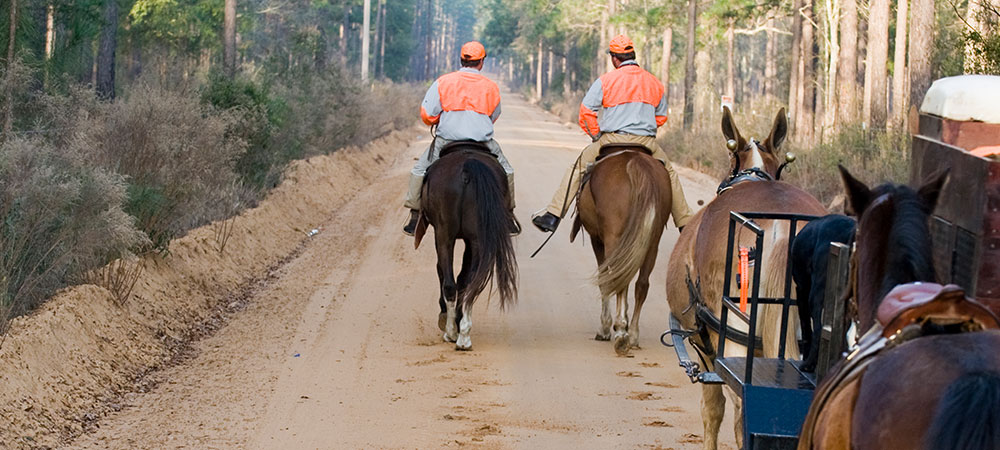 Horseback hunters and wagon on a Pine Hill Plantation trail