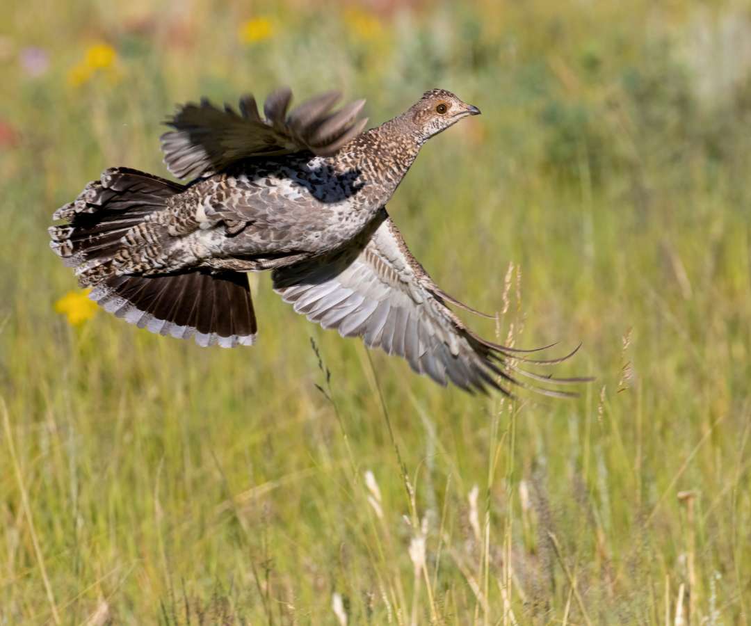 Grouse in flight featured by SeaWind Aviation hunting charters